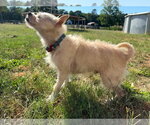 Small #2 Chihuahua Mix