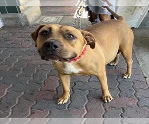 Bullmastiff-Unknown Mix Dogs for adoption in Rancho Cucamonga, CA, USA