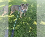Small #2 Staffordshire Bull Terrier