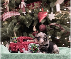 Aussiedoodle Puppy for sale in CONNERSVILLE, IN, USA