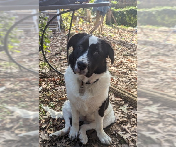Medium Photo #2 Pyrenees Border Collie Puppy For Sale in Raleigh, NC, USA