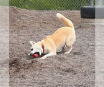 Small #6 Akita Mix
