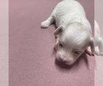 Small Photo #17 Maltipoo Puppy For Sale in JASPER, GA, USA