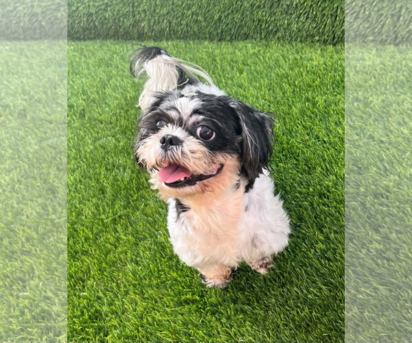 Medium Photo #4 Shih Tzu Puppy For Sale in Bellevue, WA, USA