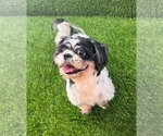 Small #3 Shih Tzu