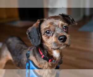 Shih Tzu-Unknown Mix Dogs for adoption in Mundelein, IL, USA