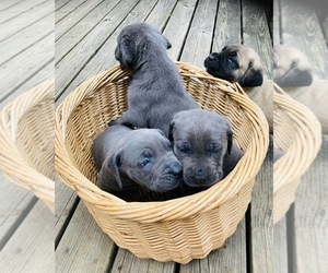 Cane Corso Puppy for Sale in HOOSICK FALLS, New York USA