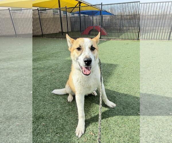 Medium Photo #1 Shiba Inu-Unknown Mix Puppy For Sale in Rockwall, TX, USA