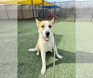 Shiba Inu-Unknown Mix Dogs for adoption in Rockwall, TX, USA
