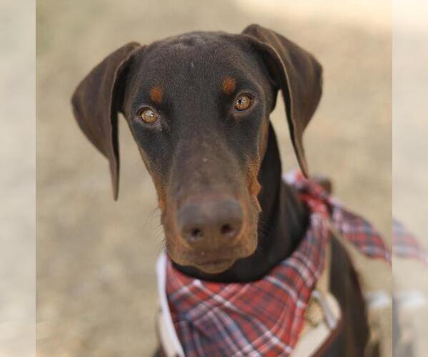 Medium Photo #1 Doberman Pinscher-Unknown Mix Puppy For Sale in San Antonio, TX, USA