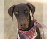 Small Doberman Pinscher Mix