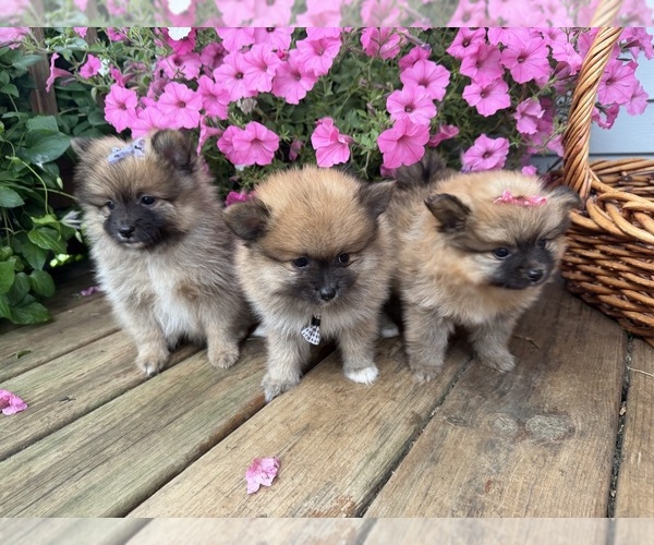 Medium Photo #15 Pomeranian Puppy For Sale in ATHENS, WI, USA