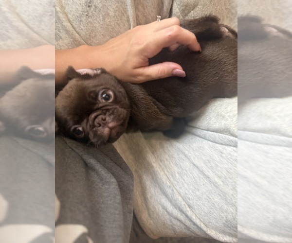 Medium Photo #35 Pug Puppy For Sale in BLOOMINGTON, IL, USA