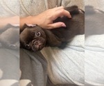 Puppy 4 Pug