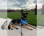 Small #5 German Shepherd Dog