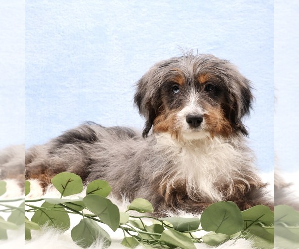 Medium Photo #2 Bernedoodle (Miniature) Puppy For Sale in LIVINGSTON, WI, USA