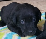 Small Photo #146 Labrador Retriever Puppy For Sale in OLYMPIA, WA, USA