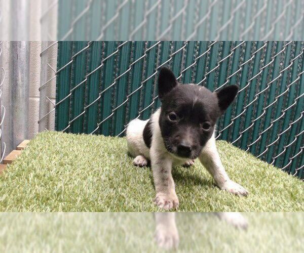 Medium Photo #1 German Shepherd Dog-Unknown Mix Puppy For Sale in Downey, CA, USA