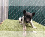 Small German Shepherd Dog Mix
