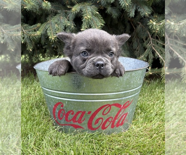 Medium Photo #2 French Bulldog Puppy For Sale in MIDDLEBURY, IN, USA