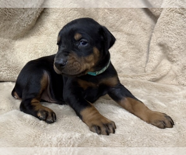 Medium Photo #20 Doberman Pinscher Puppy For Sale in NEWTON, NC, USA