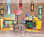 Small #4 Chihuahua