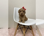 Small Photo #12 Australian Labradoodle Puppy For Sale in MACON, IL, USA
