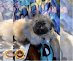 Small Photo #5 Shih Tzu Puppy For Sale in ATHENS, GA, USA