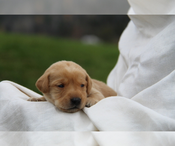 Medium Photo #3 Labrador Retriever Puppy For Sale in HYDE PARK, VT, USA