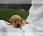 Small #2 Labrador Retriever