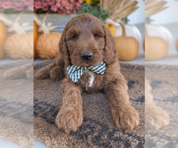 Medium Photo #8 Irish Doodle Puppy For Sale in WOOSTER, OH, USA