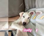 Small #1 Argentinian Mastiff-Border Collie Mix
