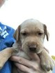 Small Photo #34 Labrador Retriever Puppy For Sale in EATONVILLE, WA, USA