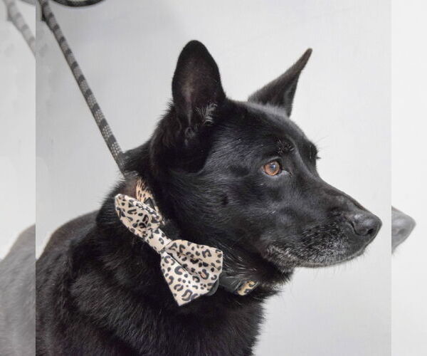 Medium Photo #4 German Shepherd Dog-Unknown Mix Puppy For Sale in Huntley, IL, USA