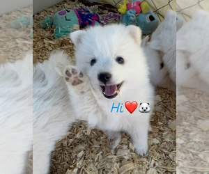 Japanese Spitz Puppy for sale in CLEARLAKE OAKS, CA, USA