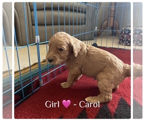 Goldendoodle Puppy for sale in SUSANVILLE, CA, USA