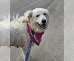 Small #5 Great Pyrenees Mix