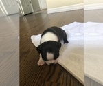 Small Photo #11 Boston Terrier Puppy For Sale in BROOMFIELD, CO, USA