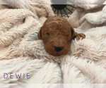 Small #9 Poodle (Standard)