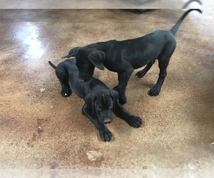 Great Dane Puppy for sale in SIERRA VISTA, AZ, USA