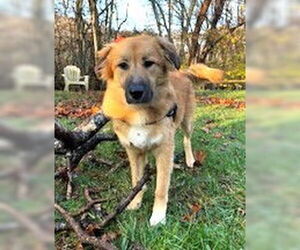 German Shepherd Dog-Unknown Mix Dogs for adoption in Germanton, TN, USA