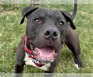 American Pit Bull Terrier Dogs for adoption in Pueblo, CO, USA