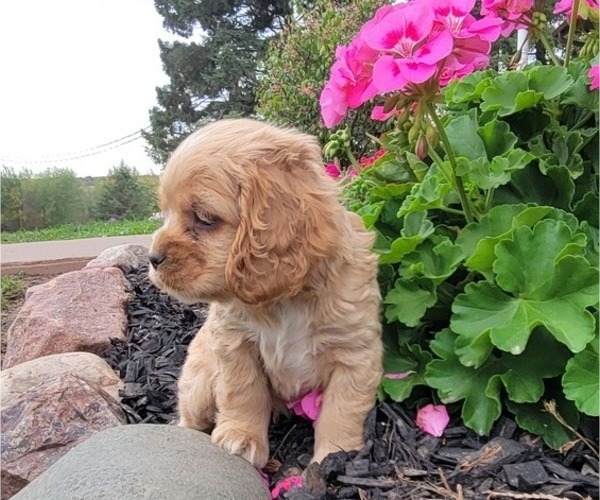 Medium Photo #15 Cocker Spaniel Puppy For Sale in WITHEE, WI, USA