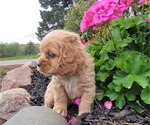 Small Photo #15 Cocker Spaniel Puppy For Sale in WITHEE, WI, USA