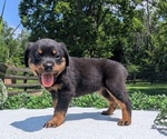 Puppy 3 Rottweiler