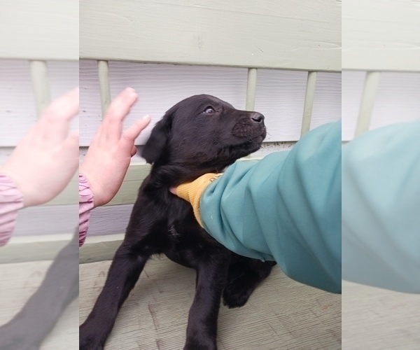 Medium Photo #11 English Cream Golden Retriever-Newfoundland Mix Puppy For Sale in SHEBOYGAN FALLS, WI, USA