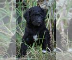 Small Photo #4 Poodle (Standard) Puppy For Sale in COLUMBUS, NE, USA