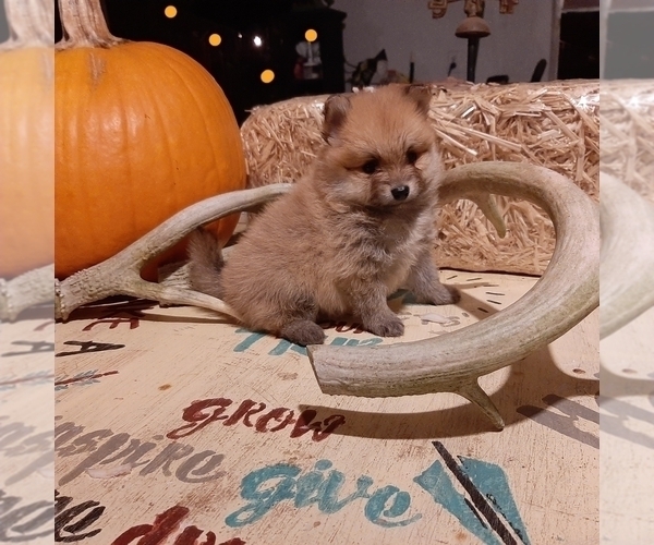 Medium Photo #4 Pomeranian Puppy For Sale in CARTHAGE, TX, USA
