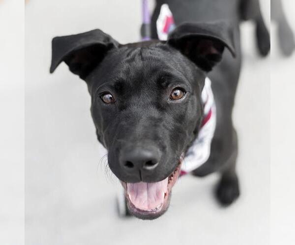 Medium Photo #11 Labrador Retriever-Unknown Mix Puppy For Sale in San Diego, CA, USA