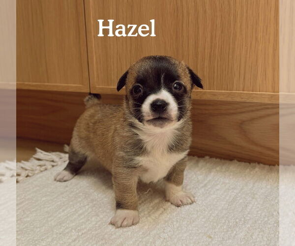 Medium Photo #1 Boston Huahua Puppy For Sale in Bellevue, WA, USA